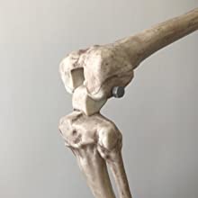 Leg Joints