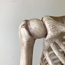     Arm Joints  